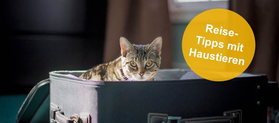 Flixbus Katze Mitnehmen